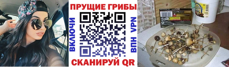 Купить  Новохопёрск  Галлюциногенные грибы Cubensis 